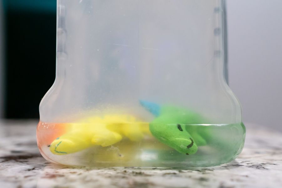 Growing Dinos - after being submerged in water