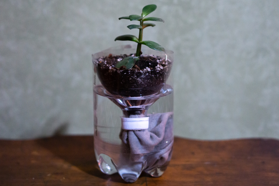Plastic Bottle 欧美巨大另类极品videosbest Project Self Watering Plants