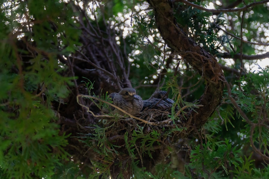 Dove Nest Nature Science at Home