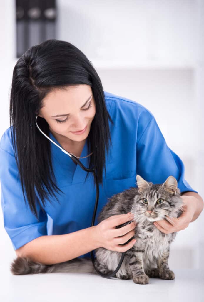Vet Tech
