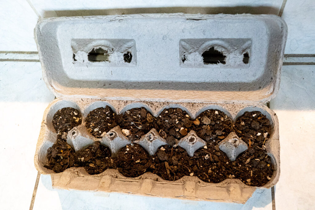 Egg Carton Planters - Seed Starter